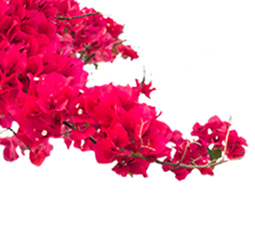 Bougainvillea flowers